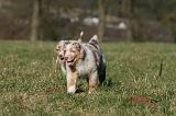 BERGER AUSTRALIEN PUPPIES 726